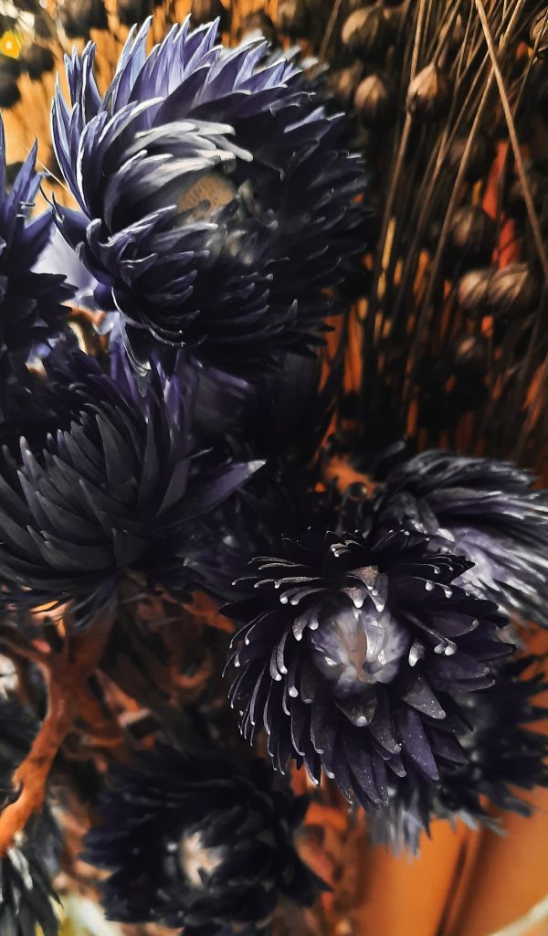 Strohblume schwarz